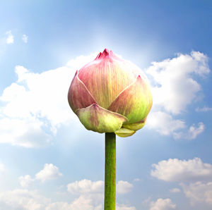 Close-up of pink flowering plant against sky
