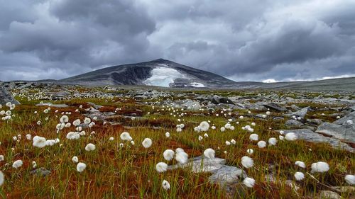 Scenic view of snow field against sky