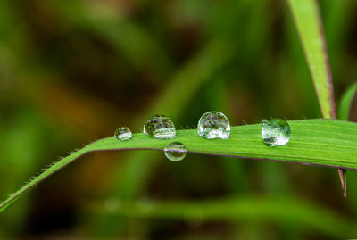 Close-up of raindrops on grass