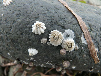 Close-up of white flowers