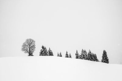 Trees on snow covered landscape against clear sky