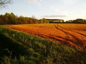 Scenic view of field against sky