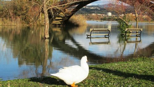 Birds in calm lake