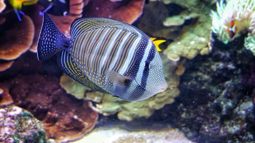 Close-up of fish swimming in sea