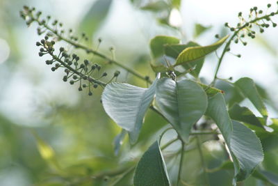 Close-up of berries growing on plant