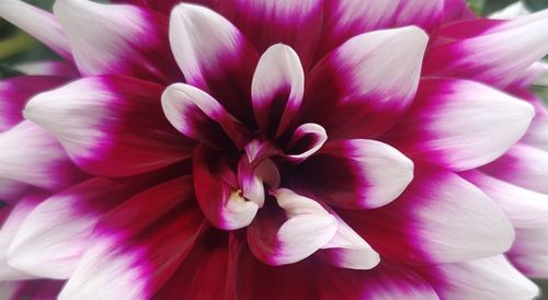 Close-up of pink dahlia