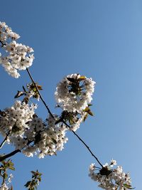 Low angle view of cherry blossom against clear sky