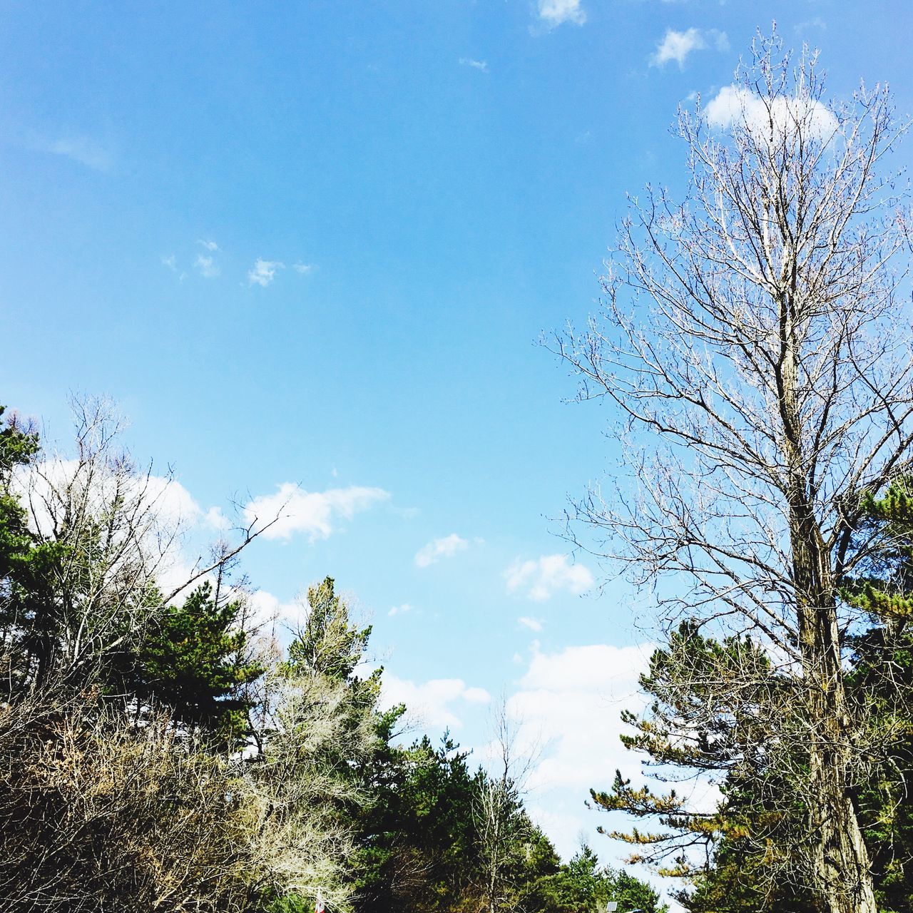 tree, low angle view, sky, branch, blue, cloud - sky, growth, nature, tranquility, beauty in nature, cloud, bare tree, scenics, day, outdoors, sunlight, no people, tranquil scene, high section, treetop