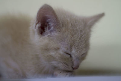Close-up of cat sleeping