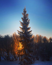 Low angle view of trees against clear blue sky