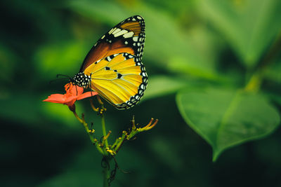 Close-up of butterfly pollinating flower