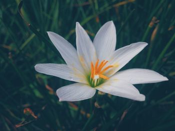 Close-up of white flower blooming on field