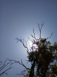 Close-up of silhouette tree against sky