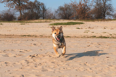 Portrait of dog running on sand