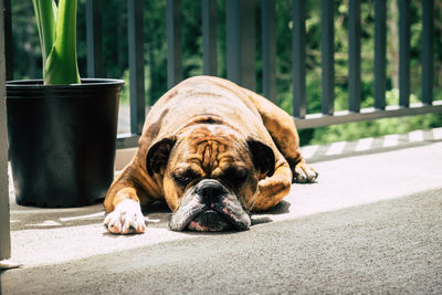 Close-up of dog looking at camera