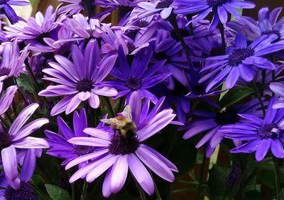 Close-up of purple flowers