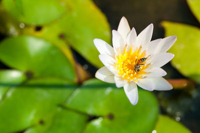 Close-up of white lotus water lily