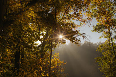 Sunlight streaming through trees during autumn