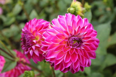Close-up of pink dahlia flower in park