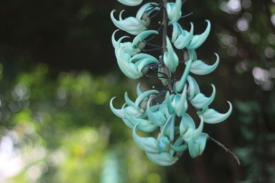Close-up of white flowering plant
