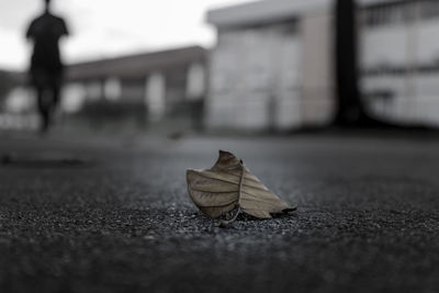 Close-up of fallen yellow  leaf on road