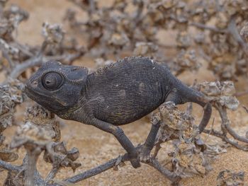 Close-up of lizard on rock