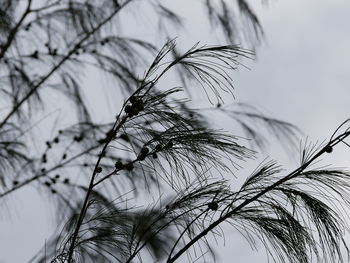 Low angle view of silhouette plants against sky