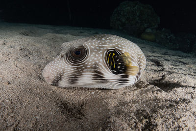 Close-up of fish swimming in sea