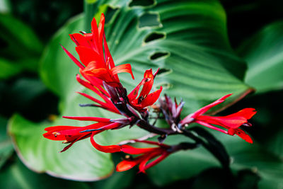 Close-up of red rose flower