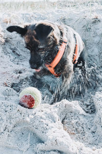 High angle view of dog playing on the ground