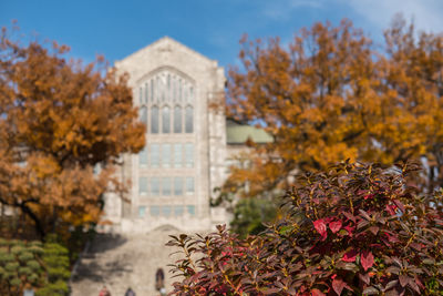 Flowering plants and trees by building during autumn