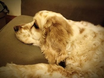 Close-up of dog sleeping on sofa at home