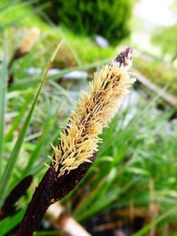 Close-up of plant