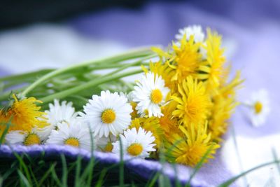 Close-up of yellow daisy flowers