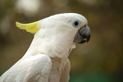 Portrait of cockatoo parrot, yellow-crested cockatoo white parrot head close-up