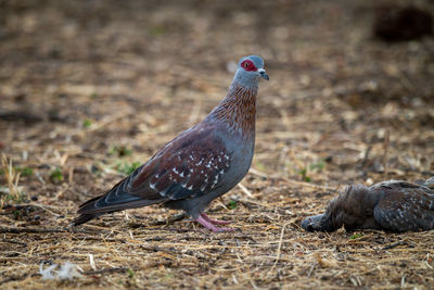 Speckled pigeon stands beside another lying dead