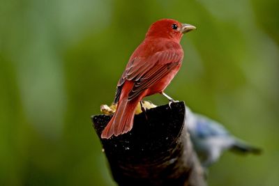 Close-up of bird perching on a plant