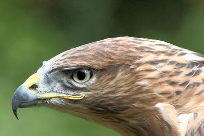 Close-up of eagle 