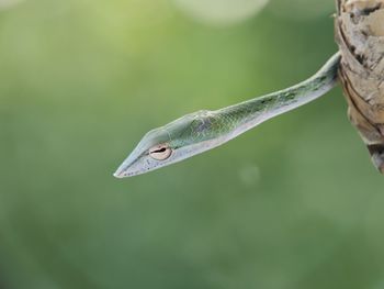 Close-up of bird