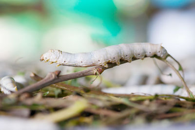 Close-up of worm on leaf