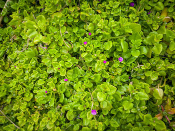 Full frame shot of flowering plants