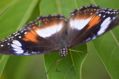 Close-up of butterfly on leaves