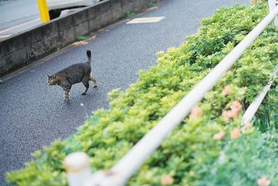 High angle view of horse on road