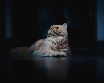 Cat sitting in darkroom