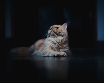 Close-up of cat looking away