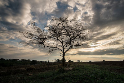 Tree against dramatic sky