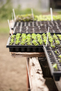 Close-up of plant growing in farm