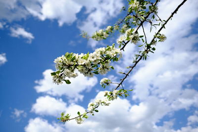 Low angle view of cherry blossom against blue sky