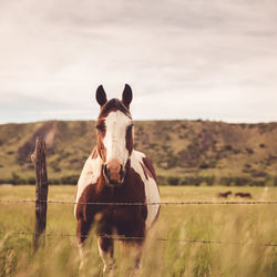 Portrait of horse on field against sky