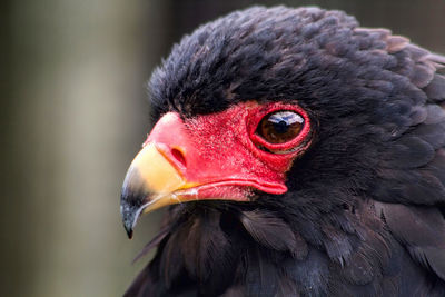 Close-up of bateleur eagle outdoors